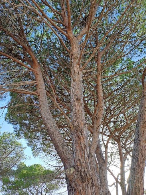 Gelsi Holiday Home La Maddalena La Maddalena  Zewnętrze zdjęcie